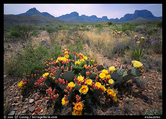 Colorful prickly pear cactus in bloom and Chisos Mountains. Big Bend National Park, Texas, USA.