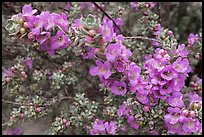 Siverleaf flowers close-up. Big Bend National Park, Texas, USA. (color)