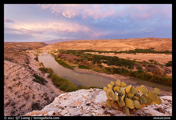 Cactus above Rio Grande River. Big Bend National Park (color)