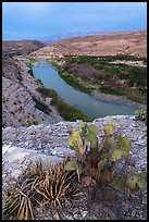 Cactus and Rio Grande Wild and Scenic River. Big Bend National Park, Texas, USA. (color)