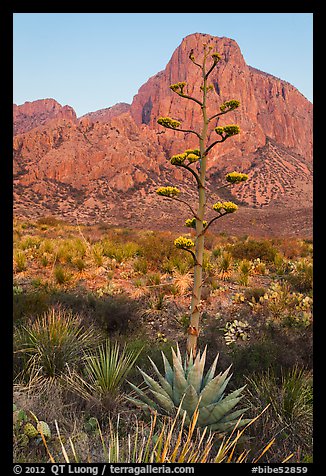 Agave with inflorescence, and peak at sunrise. Big Bend National Park, Texas, USA.