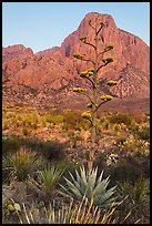 Agave with inflorescence, and peak at sunrise. Big Bend National Park, Texas, USA. (color)