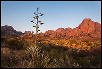 Century plant and bloom and Chisos Mountains at sunrise. Big Bend National Park, Texas, USA. (color)