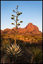 Flowering Tall stem of agave and Chisos Mountains. Big Bend National Park, Texas, USA. (color)