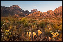 Cacti and Chisos Mountains at sunrise. Big Bend National Park, Texas, USA. (color)
