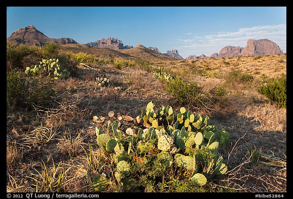 Cactus and Chisos Mountains. Big Bend National Park (color)