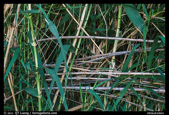 Bamboo close-up. Big Bend National Park (color)