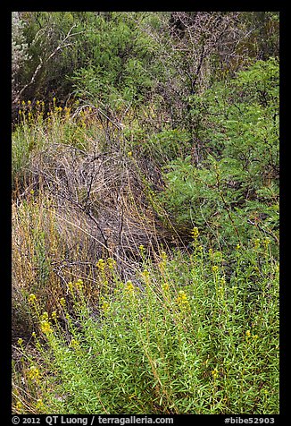 Oasis vegetation, Dugout Wells. Big Bend National Park, Texas, USA.