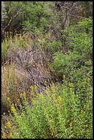 Oasis vegetation, Dugout Wells. Big Bend National Park, Texas, USA. (color)