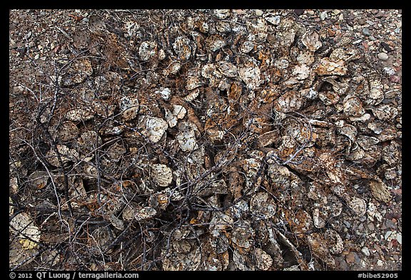 Branches and dead cacti. Big Bend National Park (color)