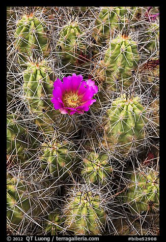 Close-up of pink cactus flower. Big Bend National Park, Texas, USA.
