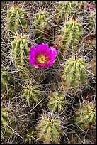 Close-up of pink cactus flower. Big Bend National Park, Texas, USA. (color)