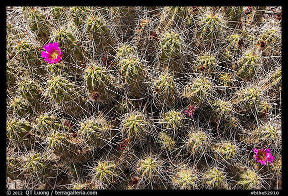 Cactus with blooms. Big Bend National Park, Texas, USA.
