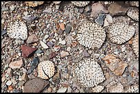 Desicatted cactus leaves on desert floor. Big Bend National Park, Texas, USA. (color)