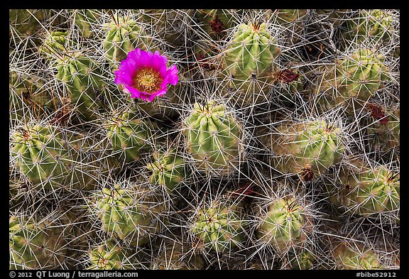 Single bloom on cactus. Big Bend National Park, Texas, USA.