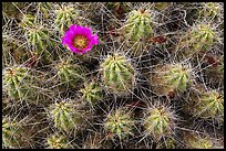 Single bloom on cactus. Big Bend National Park, Texas, USA. (color)