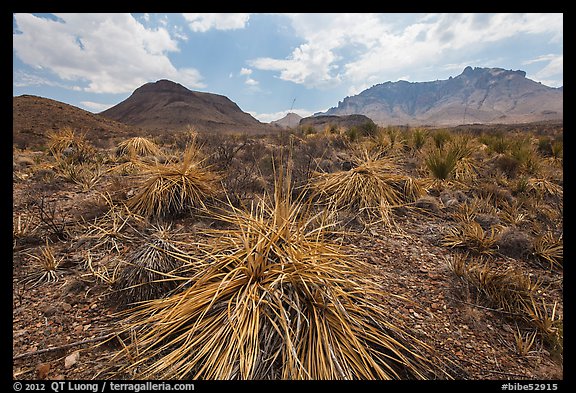 Chihuahuan desert in drought. Big Bend National Park, Texas, USA.