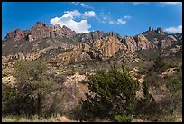 Trees in Chisos Mountains. Big Bend National Park ( color)