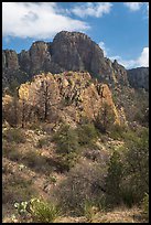 Pine trees, Chisos Mountains. Big Bend National Park ( color)