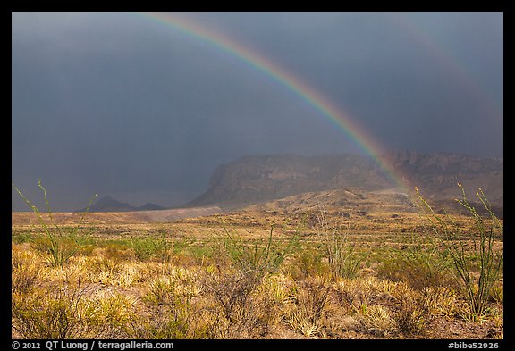 Double rainbow and ocotillos. Big Bend National Park, Texas, USA.