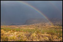 Double rainbow and ocotillos. Big Bend National Park, Texas, USA. (color)