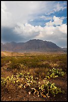 Cactus, Chisos Mountains, and clearing storm. Big Bend National Park, Texas, USA. (color)