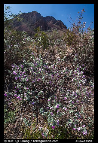 Siverleaf with purple flowers. Big Bend National Park, Texas, USA.