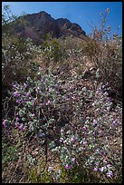 Siverleaf with purple flowers. Big Bend National Park, Texas, USA. (color)
