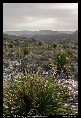 Yuccas, sky darkened by wildfires. Carlsbad Caverns National Park, New Mexico, USA.