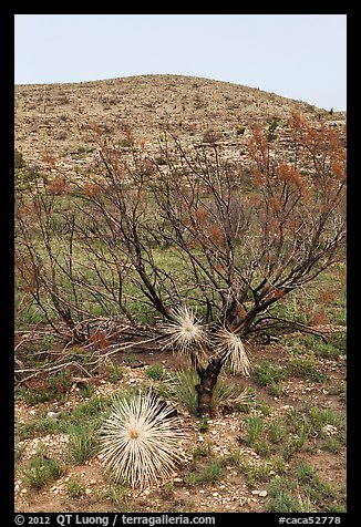 Burned yuccas and trees. Carlsbad Caverns National Park (color)
