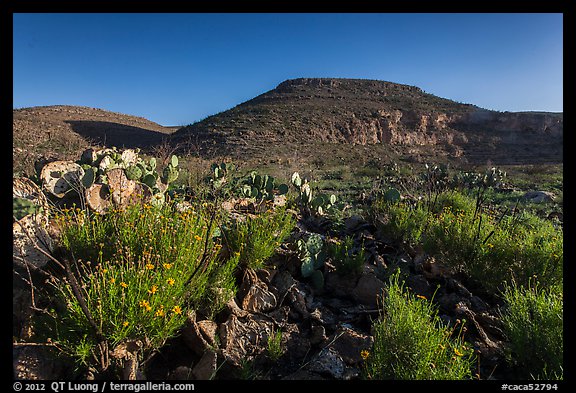 Flowers and cactus in Walnut Canyon. Carlsbad Caverns National Park, New Mexico, USA.