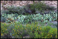 Wildflowers, prickly pear cactus, and rock wall. Carlsbad Caverns National Park, New Mexico, USA. (color)