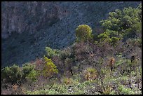 Desert shrubs and trees, Walnut Canyon. Carlsbad Caverns National Park, New Mexico, USA. (color)