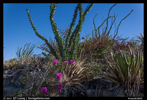 Flowering cactus and  ocotillos. Carlsbad Caverns National Park, New Mexico, USA.