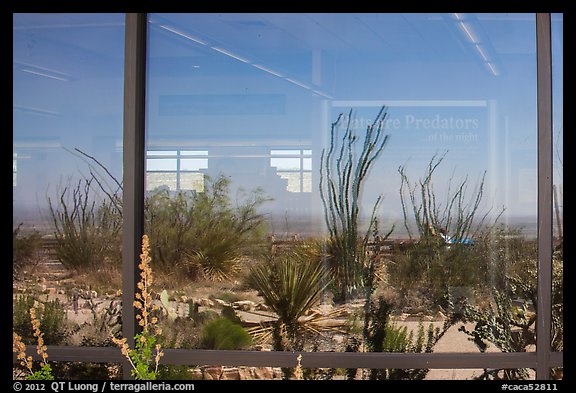 Ocotillos, yuccas and cactus, visitor center window reflexion. Carlsbad Caverns National Park, New Mexico, USA.