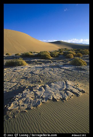 Mud formations in the Mesquite sand dunes, early morning. Death Valley National Park, California, USA.