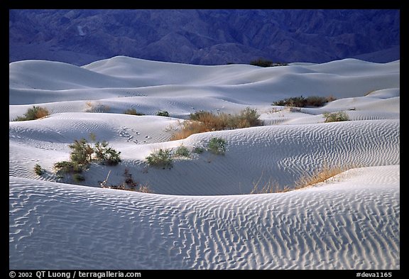 Mesquite Sand Dunes, morning. Death Valley National Park (color)