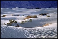 Mesquite Sand Dunes, morning. Death Valley National Park ( color)