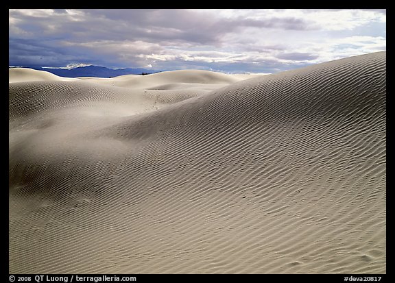 Sensuous dune forms. Death Valley National Park (color)