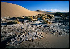 Mud formations in the Mesquite sand dunes, early morning. Death Valley National Park, California, USA. (color)