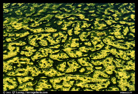 Algae in rare permanent water source, Salt Creek. Death Valley National Park, California, USA.