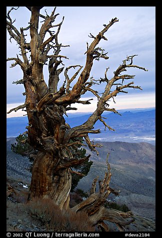 Bristlecone Pine tree near Telescope Peak. Death Valley National Park, California, USA.