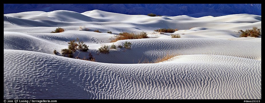 Expense of sand dunes with mesquite bushes. Death Valley National Park, California, USA.