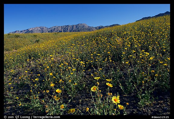 Slopes covered by thick Desert Gold flowers and mountains, Ashford Mill area, early morning. Death Valley National Park (color)