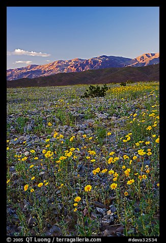 Desert blooms and distant mountains, sunset. Death Valley National Park, California, USA.