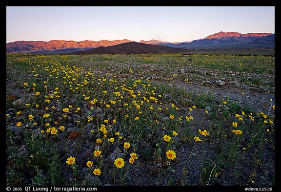 Rare desert wildflower bloom and mountains, sunset. Death Valley National Park, California, USA.