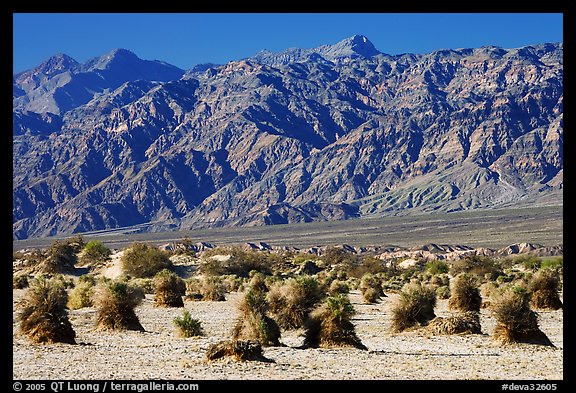 Devil's cornfield and Armagosa Mountains. Death Valley National Park, California, USA.