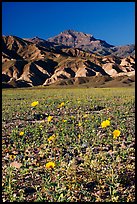Desert Gold in bloom on flats bellow the Armagosa Mountains, late afternoon. Death Valley National Park, California, USA. (color)