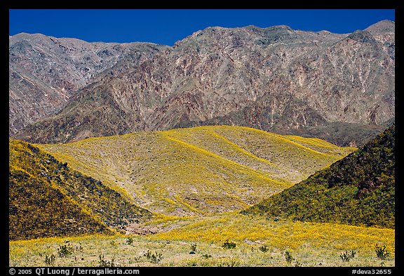 Hills covered with yellow blooms and Smith Mountains, morning. Death Valley National Park, California, USA.