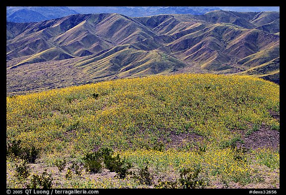Butte and Owlshead Mountains, dotted with wildflowers. Death Valley National Park, California, USA.